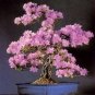 TREE BONSAI JUDAS CERCIS SILIQUESTRUM 10 AU SEEDS PACK