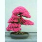 TREE BONSAI JUDAS CERCIS SILIQUESTRUM 10 AU SEEDS PACK