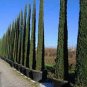 30 AU SEEDS ITALIAN PENCIL PINE CUPRESSUS SEMPERVIRENS LOW MAINTENANCE AROMATIC