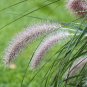 FOUNTAIN ORNAMENTAL GRASS 60 AU SEEDS PENNISETUM ALOPECUROIDES