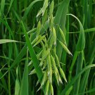 OAT AVENA SATIVA GRAIN WHOLE 250 AU SEEDS