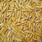 OAT AVENA SATIVA GRAIN WHOLE 250 AU SEEDS