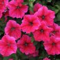 500 AU SEEDS PETUNIA NANA COMPACTA SEEDS SCENTED FLOWERS MIXED COLOURS
