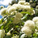 20 AU SEEDS LEMON MYRTLE BACKHOUSIA CITRIODORA EDIBLE NATIVE HARDY FLOWERING SHRUB