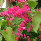 5 AU SEEDS CORAL VINE ANTIGONON LEPTOPUS CLIMBER FLOWER CLUSTERS FAST GROWING HARDY