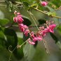 5 AU SEEDS CORAL VINE ANTIGONON LEPTOPUS CLIMBER FLOWER CLUSTERS FAST GROWING HARDY