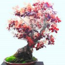 BONSAI SMOKE TREE 10 AU SEEDS COTINUS COGGYRIA SEED INDOOR POT PATIO FLOWER