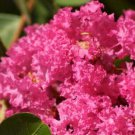 25 AU SEEDS PINK FLOWERING CREPE MYRTLE LAGERSTROEMIA INDICA SHRUB SMALL TREE