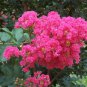 25 AU SEEDS PINK FLOWERING CREPE MYRTLE LAGERSTROEMIA INDICA SHRUB SMALL TREE