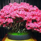BONSAI JUDAS TREE 10 AU SEEDS PACK CERCIS SILIQUESTRUM