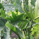 10 AU SEEDS LACY TREE PHILODENDRON SELLOUM INDOOR AND OUTDOOR