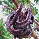 5 AU SEEDS CAROB TREE CERATONIA SILIQUA CHOCOLATE ALTERNATIVE FLOWERING TREE