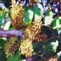 5 AU SEEDS CAROB TREE CERATONIA SILIQUA CHOCOLATE ALTERNATIVE FLOWERING TREE