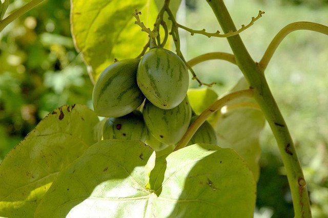 Tamarillo Tree Tomato Solanum Betaceum Red Edible 10 Au Seeds