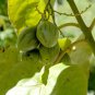 TAMARILLO TREE TOMATO SOLANUM BETACEUM RED EDIBLE 10 AU SEEDS