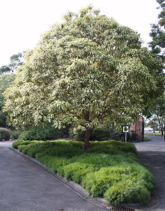 100 AU SEEDS QUEENSLAND BOX TREE LOPHOSTEMON CONFERTUS FLOWERING TREE VERY HARDY