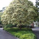 100 AU SEEDS QUEENSLAND BOX TREE LOPHOSTEMON CONFERTUS FLOWERING TREE VERY HARDY