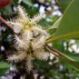 100 AU SEEDS QUEENSLAND BOX TREE LOPHOSTEMON CONFERTUS FLOWERING TREE VERY HARDY