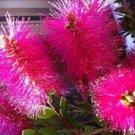 1500 AU SEEDS PINK CHAMPAGNE BOTTLEBRUSH CALLISTEMON