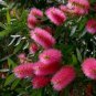 1500 AU SEEDS PINK CHAMPAGNE BOTTLEBRUSH CALLISTEMON