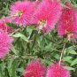 1500 AU SEEDS PINK CHAMPAGNE BOTTLEBRUSH CALLISTEMON