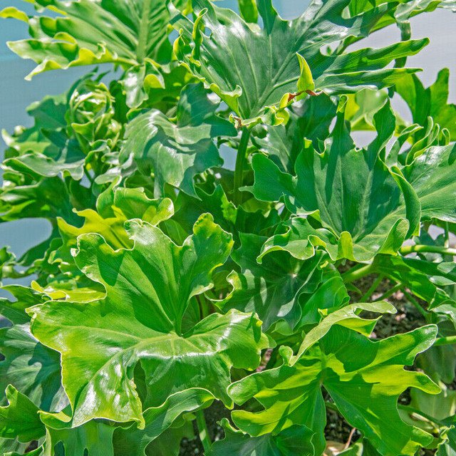 DWARF CUT LEAF PHILODENDRON PHILODENDRON LUNDII 10 AU SEEDS
