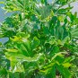 DWARF CUT LEAF PHILODENDRON PHILODENDRON LUNDII 10 AU SEEDS