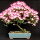 10 AU SEEDS BONSAI PESIAN SILK TREE ALBIZIA JULIBRISSIN GARDEN EXOTIC EDIBLE
