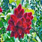 LIPSTICK TREE BIXA ORELLANA FLOWERING SHRUB SMALL TREE HARDY 10 AU SEEDS