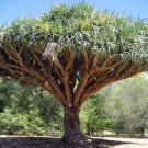 5 AU SEEDS DRAGON TREE DRAGONS BLOOD DRACAENA DRACO FRAGRANT FLOWERING SMALL 5 AU SEEDS DRAGON TREE DRAGONS BLOOD DRACAENA DRACO FRAGRANT FLOWERING SMALL