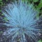 BLUE FESCUE ORNAMENTAL GRASS COMPACT POT PATIO FESTUCA GLAUCA 75 AU SEEDS