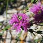 HONEY MYRTLE NATIVE FRAGRANT FLOWERING SHRUB MELALEUCA THYMIFOLIA 1250 AU SEEDS