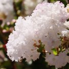 WHITE FLOWERING CREPE MYRTLE 25 AU SEEDS SMALL TREE LAGERSTROEMIA INDICA SHRUB