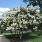 WHITE FLOWERING CREPE MYRTLE 25 AU SEEDS SMALL TREE LAGERSTROEMIA INDICA SHRUB