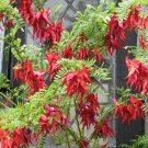 PARROT BEAK CLIANTHUS PUNICEUS KAKA BEAK FLOWERING 10 AU SEEDS