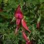 PARROT BEAK CLIANTHUS PUNICEUS KAKA BEAK FLOWERING 10 AU SEEDS