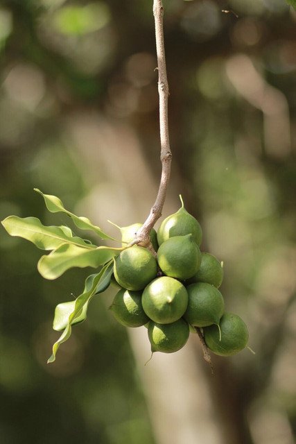 5 AU SEEDS MACADAMIA TREE MACADAMIA INTEGRIFOLIA NUT
