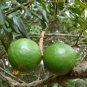 5 AU SEEDS MACADAMIA TREE MACADAMIA INTEGRIFOLIA NUT