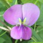 250 AU SEEDS COW PEA VIGNA UNGUICULATA ANIMAL FODDER FEED LIVESTOCK