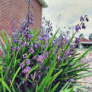20 AU SEEDS PAROO LILY DIANELLA CARULEA NATIVE ORNAMENTAL GRASS LANDSCAPING