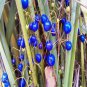 20 AU SEEDS PAROO LILY DIANELLA CARULEA NATIVE ORNAMENTAL GRASS LANDSCAPING