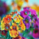 250 AU SEEDS NEMESIA TRIUMPH FLOWER DWARF COLOUR VARIETY COMPACT