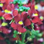 250 AU SEEDS NEMESIA TRIUMPH FLOWER DWARF COLOUR VARIETY COMPACT