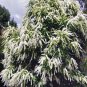 5 AU SEEDS IVORY CURL FLOWER BUCKINGHAMIA CELSISSIMA NATIVE FLOWERING TREE