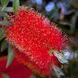 1500 AU SEEDS CALLISTEMON RED SPLENDENS BOTTLEBRUSH SEEDS SHRUB NATIVE FLOWER