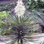 SPANISH BAYONET YUCCA ALOIFOLIA FLOWERING TREE 10 AU SEEDS