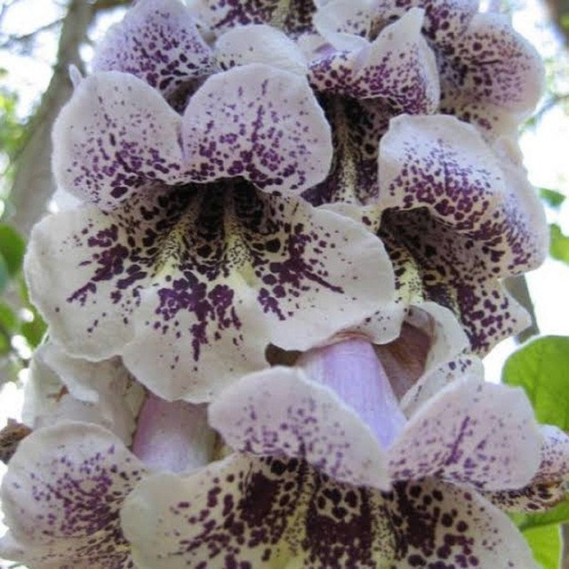 250 AU SEEDS PRINCESS TREE MEDIUM FLOWERING TREE PAULOWNIA FORTUNEI EDIBLE LEAVES