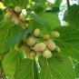 WHITE MULBERRY MORUS ALBA SWEET TASTING HIGH YIELDING FRUIT TREE 30 AU SEEDS