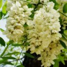 CHINESE PAGODA TREE SOPHORA JAPONICA FLOWERING 5 AU SEEDS