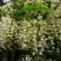 CHINESE PAGODA TREE SOPHORA JAPONICA FLOWERING 5 AU SEEDS